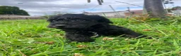 Schnoodle dogs for sale: 🐾 Adorable Schnoodle Puppies 🐾 - Advert 23