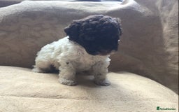 Lagotto Romagnolo dogs for sale: Pedigree Kennel Club Registered Lagotto Romagnolo - Image 13