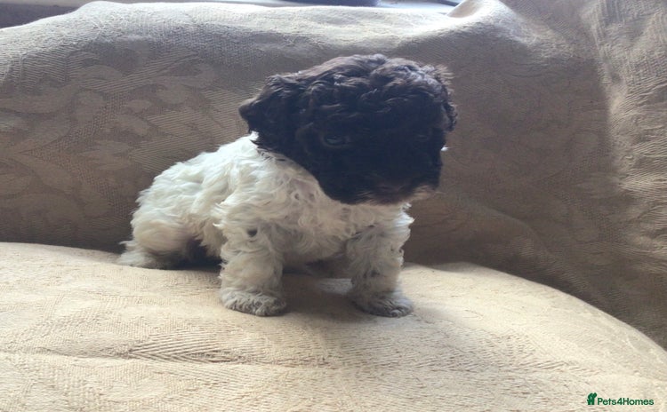 Lagotto Romagnolo dogs - Advert 1