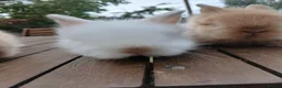Lionhead rabbits for sale: Beautiful DM Lionheads  - Advert 6