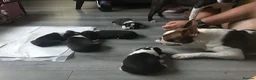 Boston Terrier dogs for sale: 5 BEAUTIFUL BOSTON TERRIER PUPPIES  - Advert 5