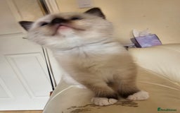 Ragdoll cats for sale: Three Ragdoll kittens - Image 8