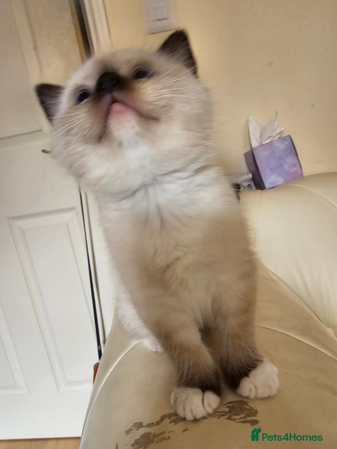 Ragdoll cats for sale: Three Ragdoll kittens - Image 8