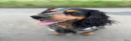 Cocker Spaniel dogs for stud: Blue roan and tan cocker spaniel for stud - Advert 2