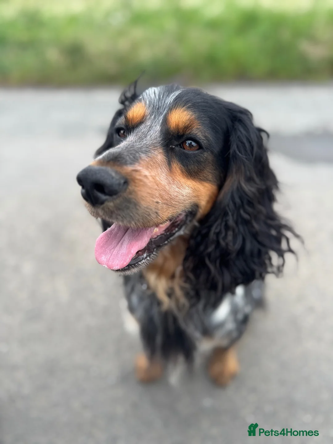 Cocker Spaniel dogs for stud: Blue roan and tan cocker spaniel for stud - Advert 2