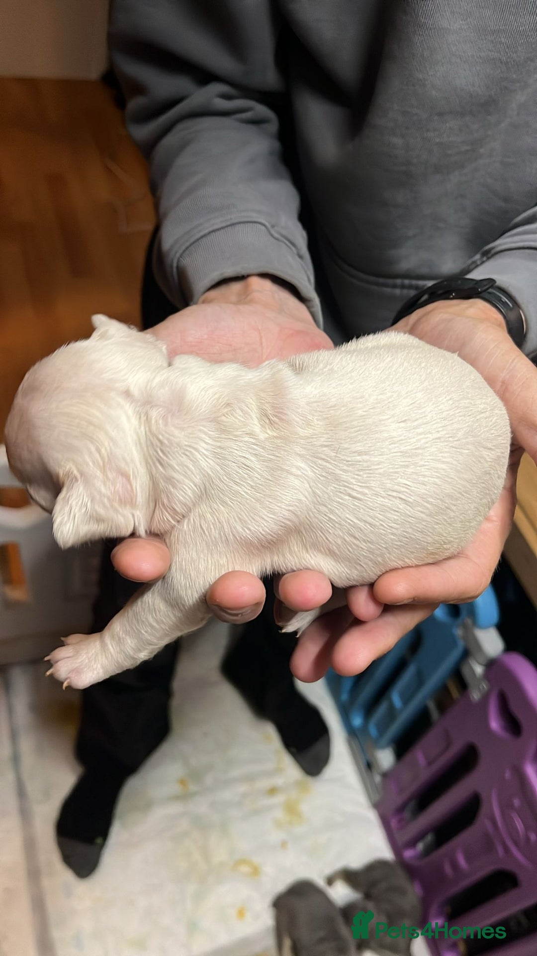 French Bulldog dogs for sale: 7 Stunning Babies ❤️💙 - Image 24