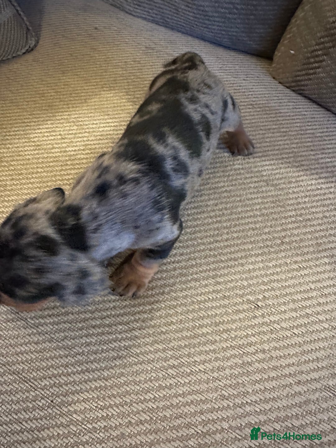 Miniature Dachshund dogs for sale: Ready Soon - Gorgeous KC Reg. Miniature Dachshund - Advert 31