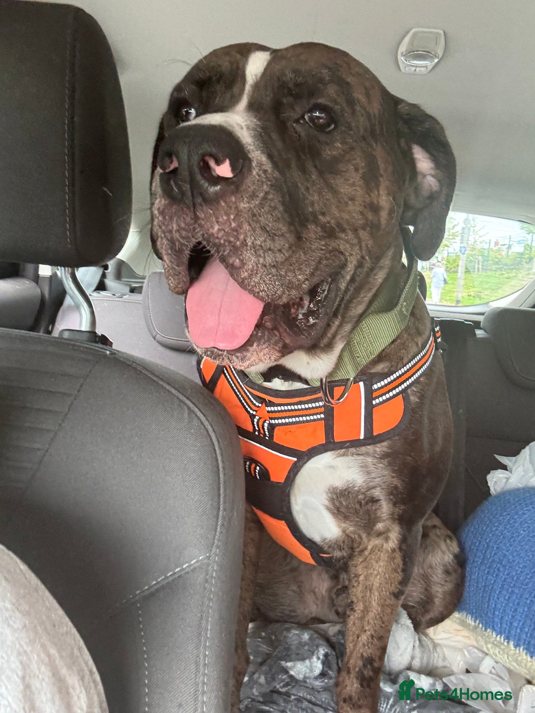 Mixed Breed dogs for sale: Rocco - Advert 6