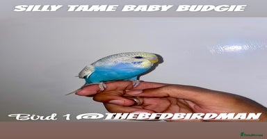 Budgerigars birds - Advert 10
