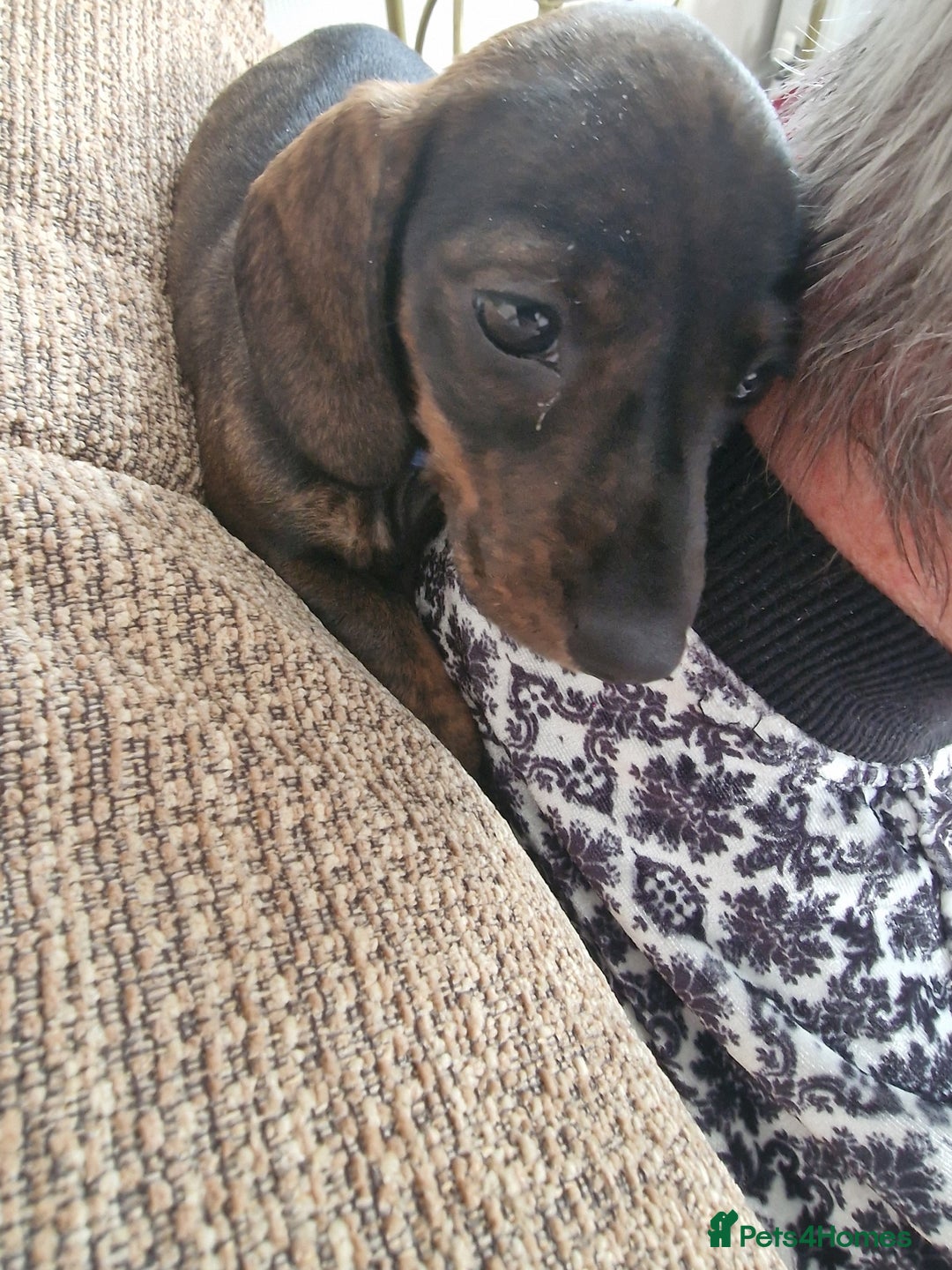 Dachshund dogs for sale: Female miniature dashound  - Advert 8