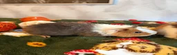 Guinea Pig rodents for sale: Beautiful pure Teddy guinea pigs  - Advert 17
