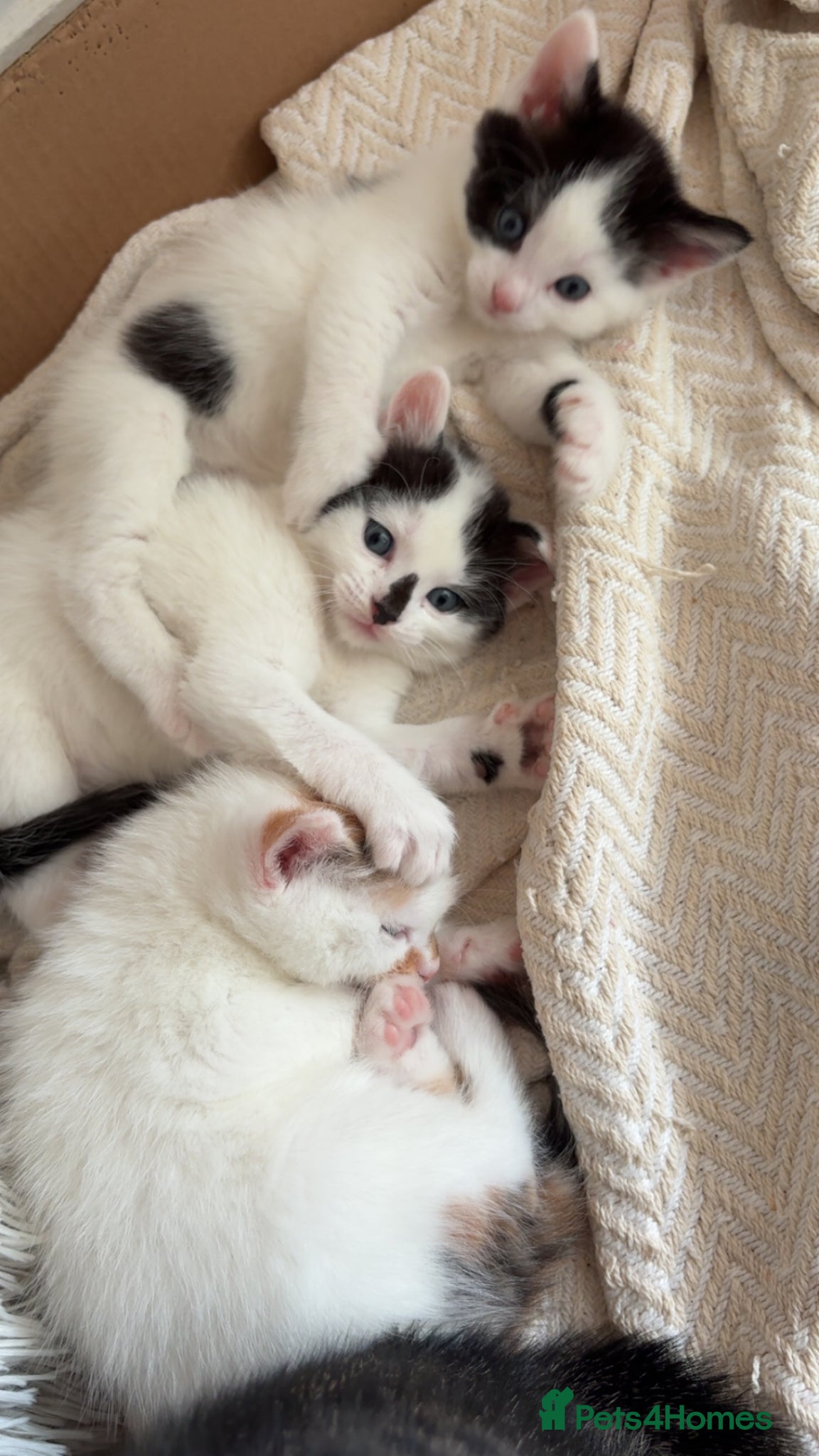 Mixed Breed cats ✨2BEAUTIFUL BOY KITTENS LEFT ✨ - Advert 13
