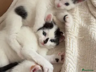 Mixed Breed cats ✨2BEAUTIFUL BOY KITTENS LEFT ✨ - Advert 13