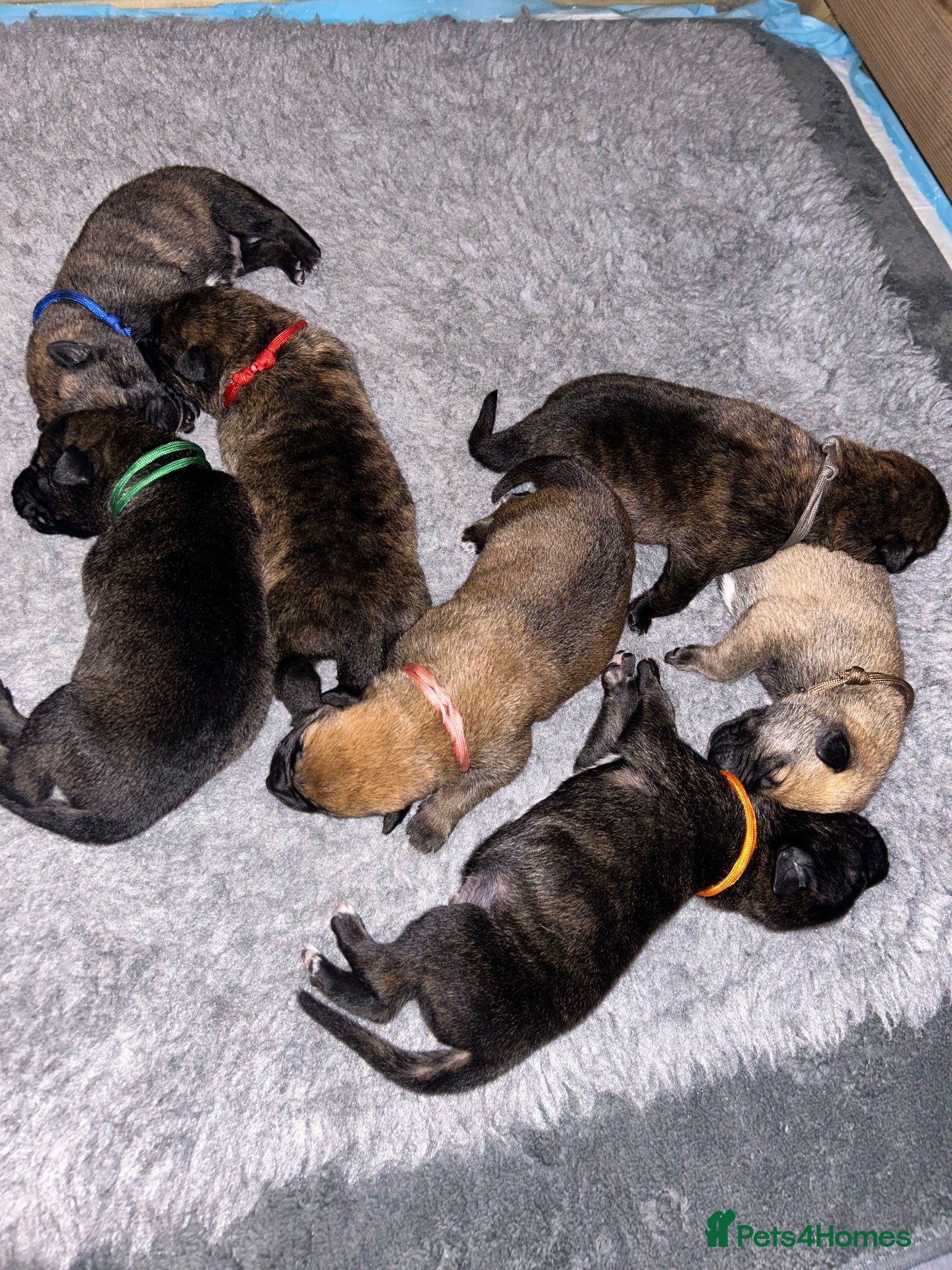 Mixed Breed dogs Belgian Malinois X  - Advert 1