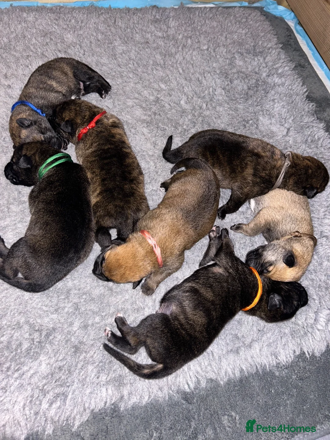 Mixed Breed dogs for sale: Belgian Malinois X  in Selkirk - Advert 1