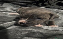 Mixed Breed dogs for sale: Cane Corso x Great Dane pups !! 7 available !! - Image 15