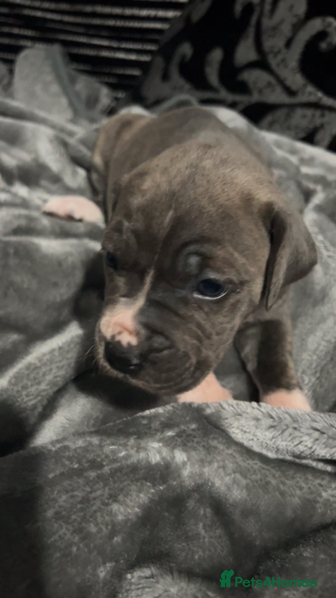 Mixed Breed dogs for sale: Cane Corso x Great Dane pups !! 7 available !! - Image 15