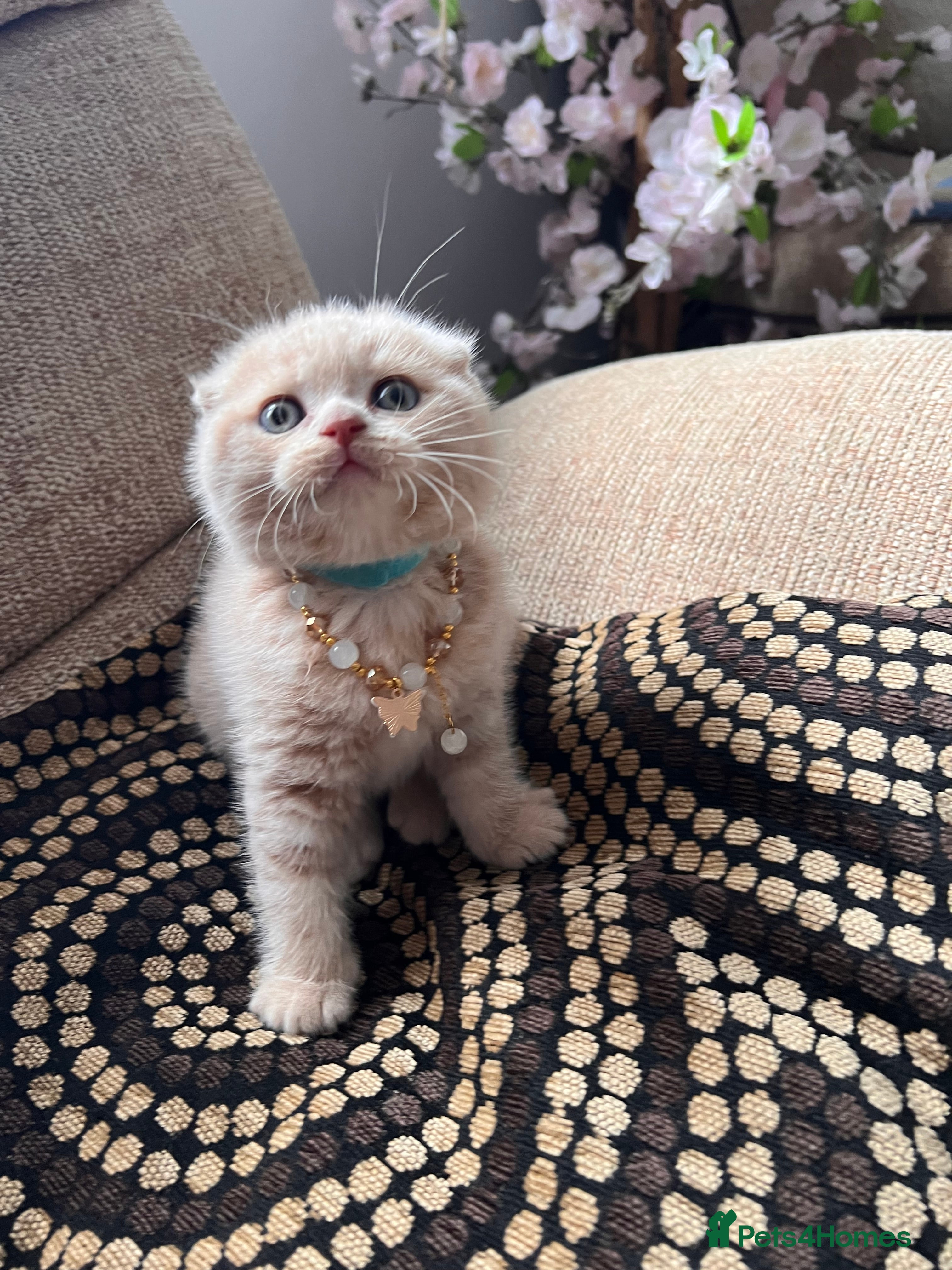 Scottish Fold cats for sale: 😻SCOTTISH FOLD 😻 CREAM & RED COLOUR 😻 - Advert 15