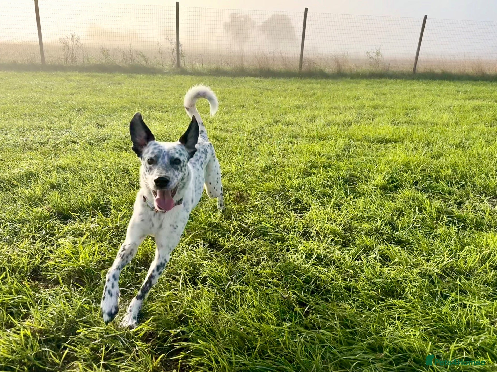 Mixed Breed dogs Sensitive Girl needs Special Home  - Advert 3