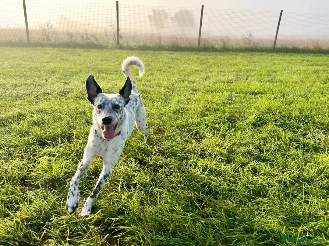 Mixed Breed dogs for sale: Sensitive Girl needs Special Home  - Advert 1