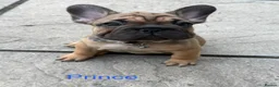 French Bulldog dogs for sale: 🌟last 2 KC pup left🌟 Ready to go  - Advert 28