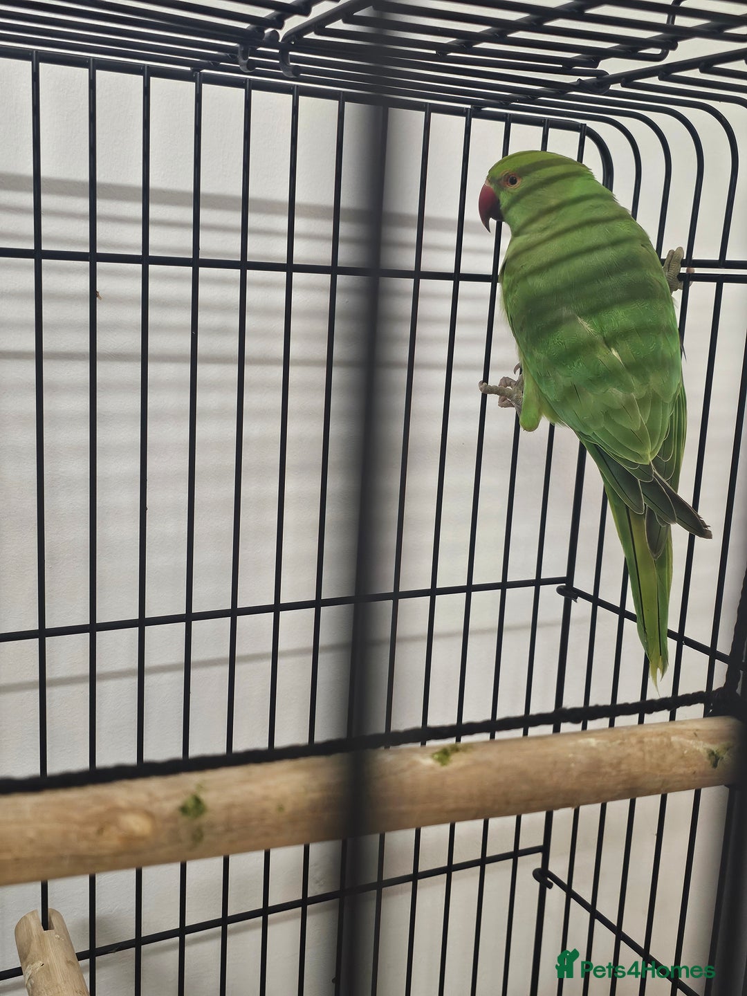 Ringnecks birds for sale: Indian ringneck parrot  - Advert 3