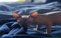 Sphynx cats for sale: female sphynx kitten - Image 4
