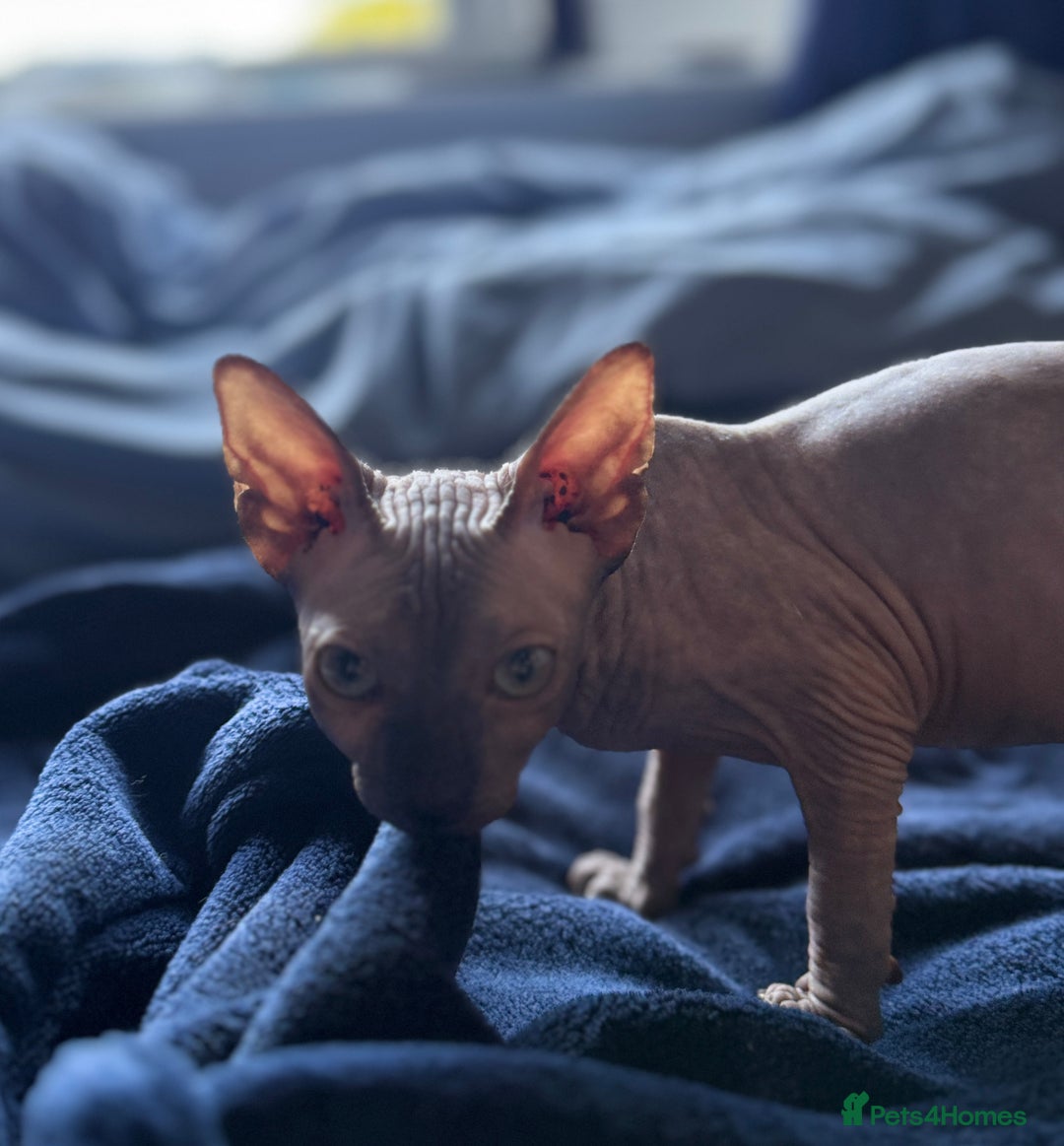 Sphynx cats for sale: female sphynx kitten - Image 4