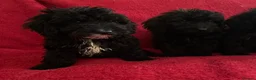 Cockapoo dogs for sale: F1 Black Cockapoo puppies - Advert 8