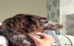 Cocker Spaniel dogs for sale: 6 month working cocker spaniel boy pup  - Image 2