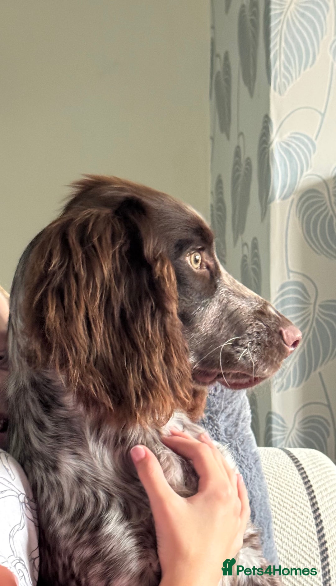 Cocker Spaniel dogs for sale: 6 month working cocker spaniel boy pup  - Image 2
