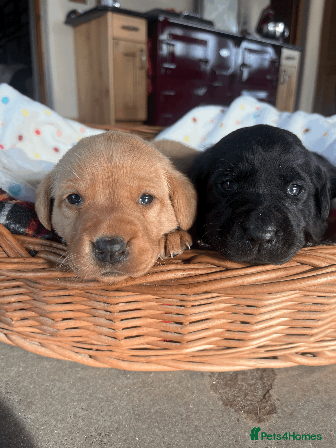 Labrador Retriever dogs for sale: Beautiful Labrador Puppies - Advert 1
