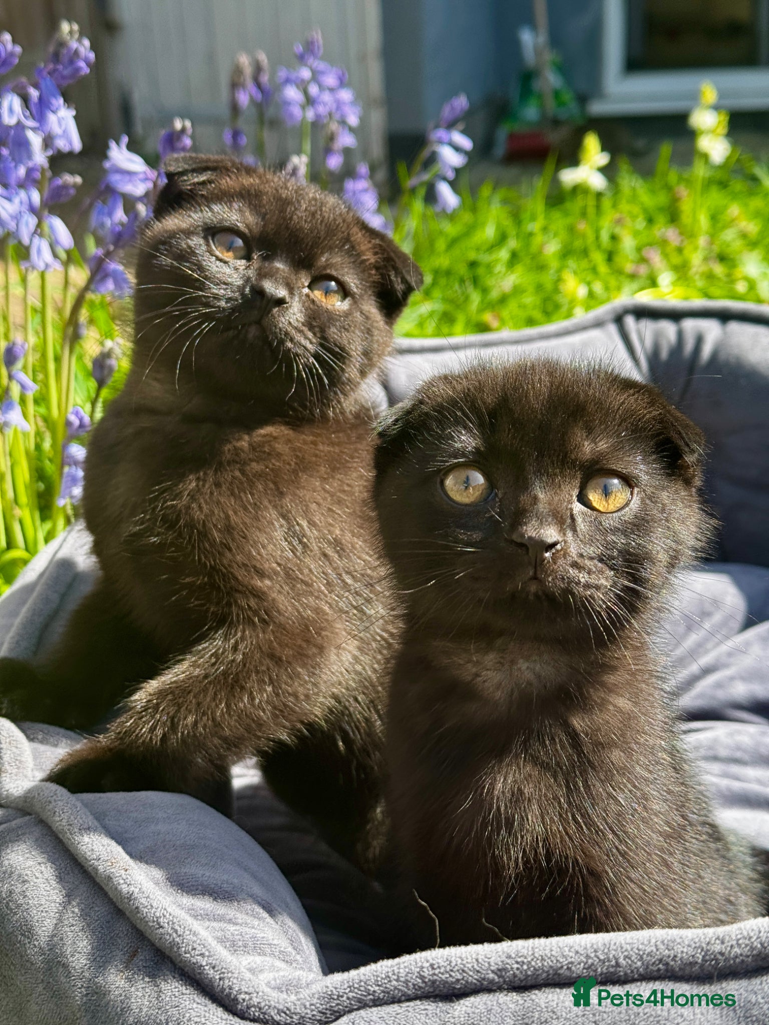 British Shorthair cats British Shorthair - Advert 3