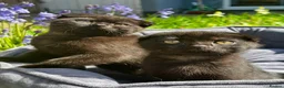 British Shorthair cats for sale: British Shorthair - Advert 1
