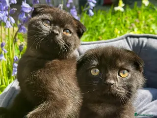 British Shorthair cats British Shorthair - Advert 3