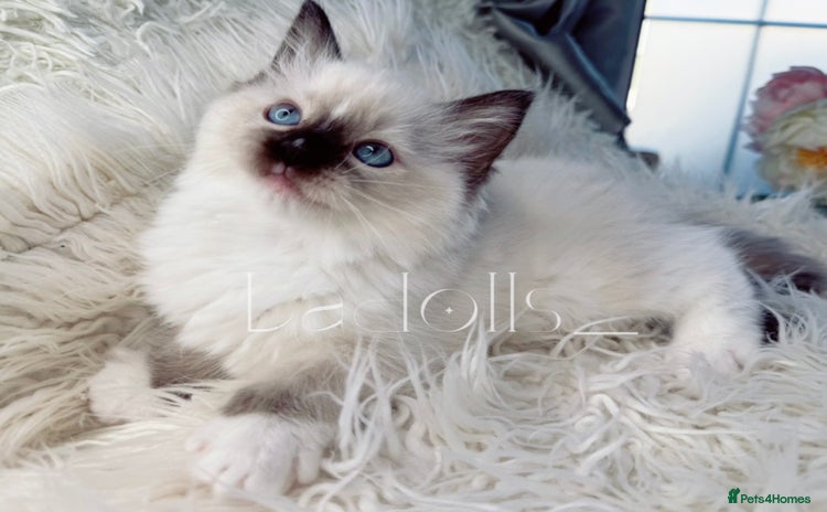Ragdoll cats Only Two Kittens Available ready to go 🐾 - Advert 1