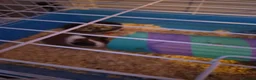 Guinea Pig rodents for sale: Pair male guinea pigs with cage - Advert 7