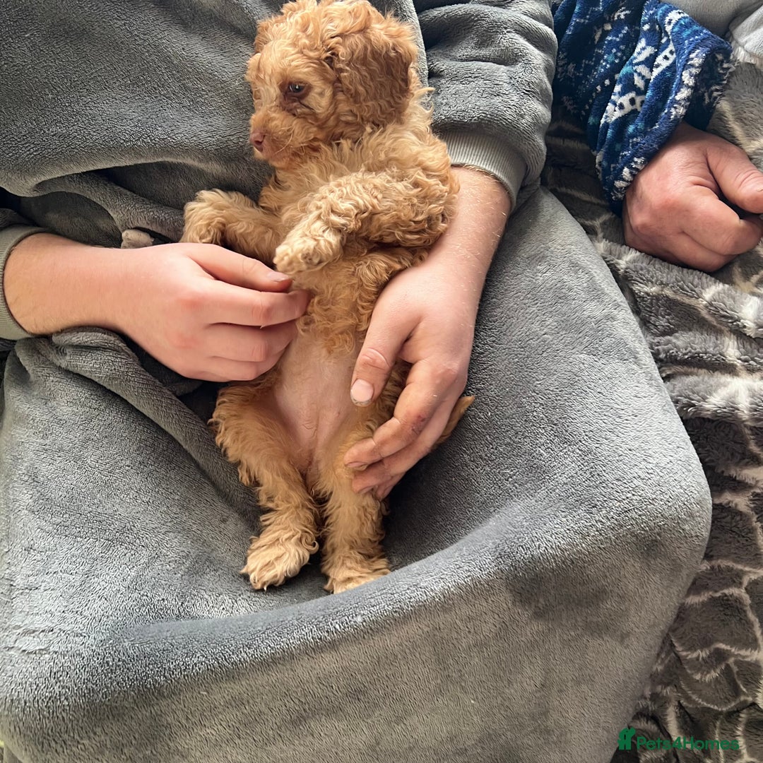 Mixed Breed dogs for sale: F1b Australian Labradoodle  - Advert 22