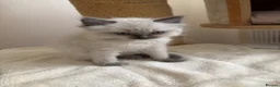 Ragdoll cats for sale: ✨ Beautiful Blue Point Ragdoll Kittens ready now in Gloucester - Advert 6
