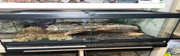 Tarantulas invertebrates for sale: 13 tarantulas and enclosures  in Manchester - Advert 2