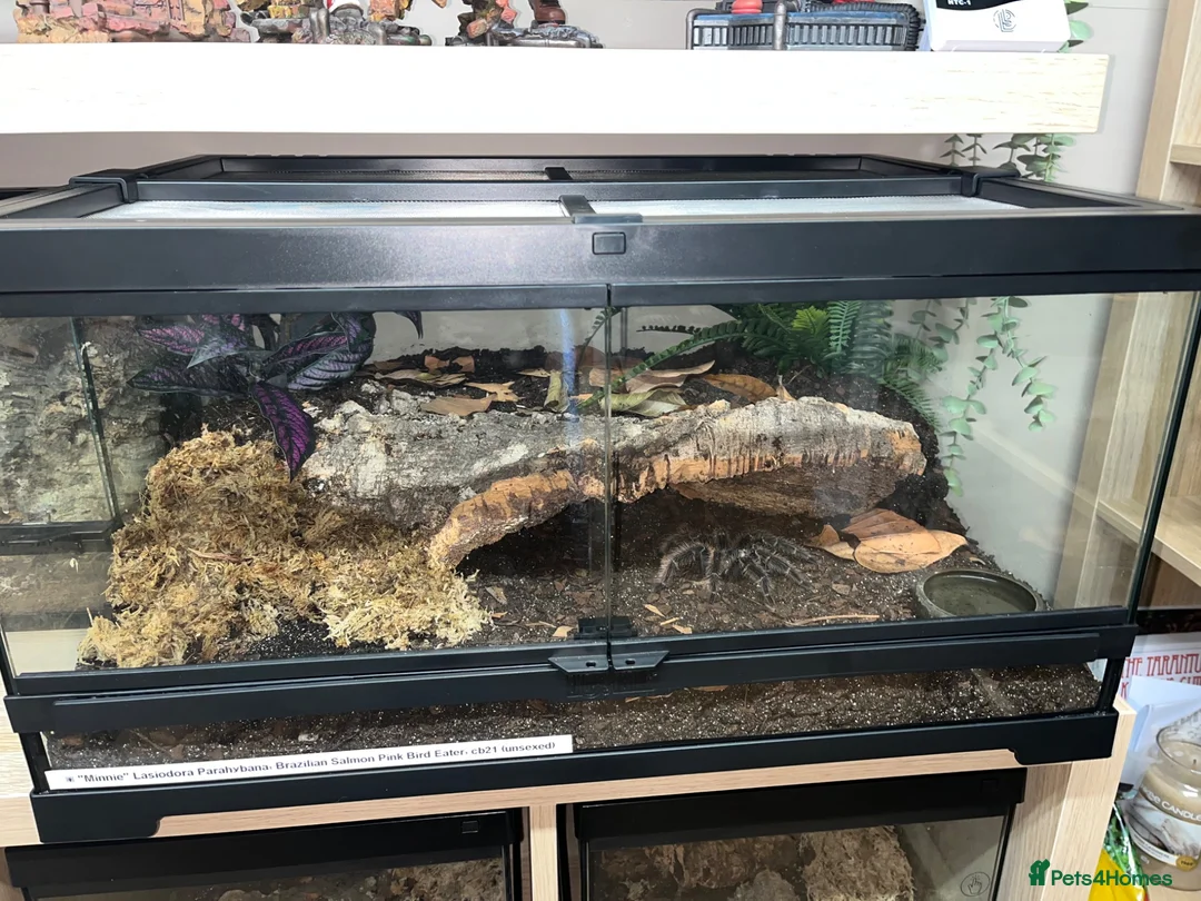 Tarantulas invertebrates for sale: 13 tarantulas and enclosures  in Manchester - Advert 2