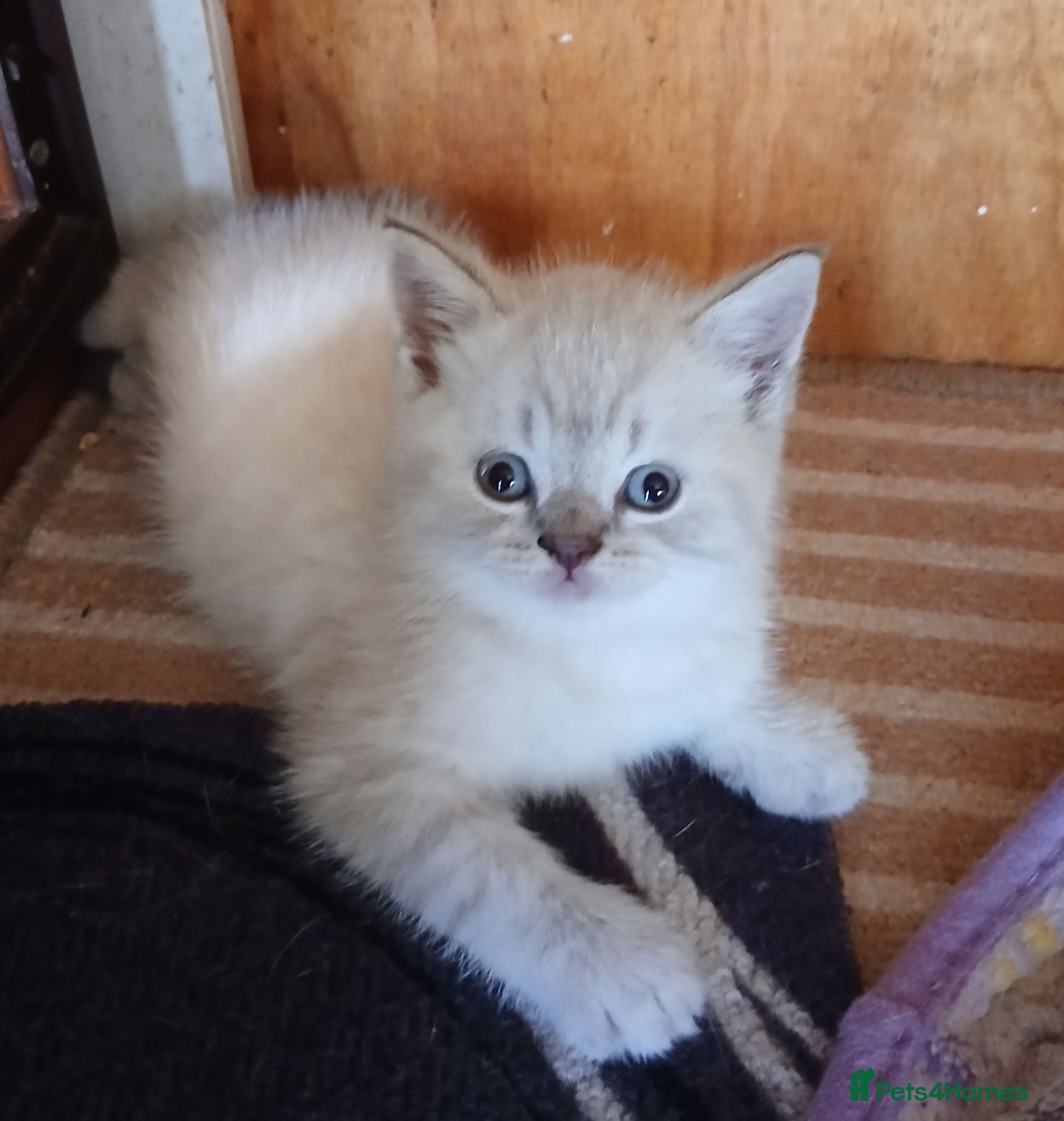 British Shorthair cats Beautiful British Shorthaired kittens  - Advert 4
