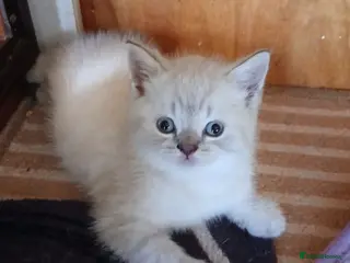 British Shorthair cats Beautiful British Shorthaired kittens - Advert 4