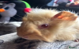 Guinea Pig rodents for sale: 2 beautiful funky girls - Advert 4