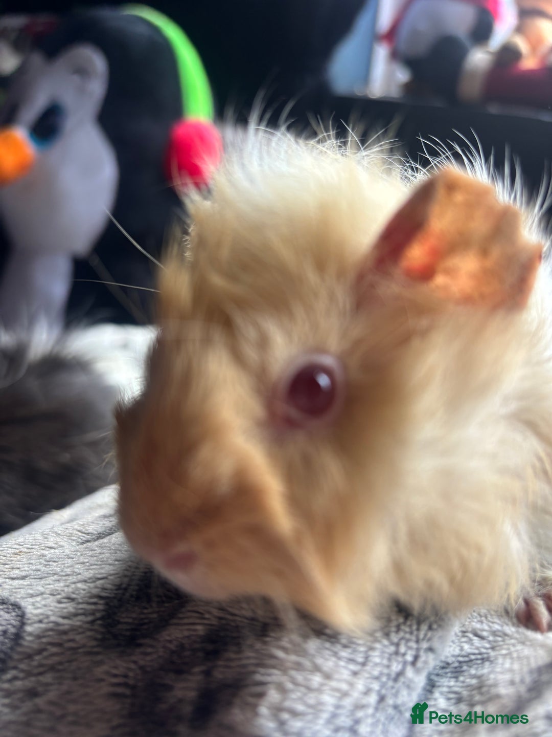 Guinea Pig rodents for sale: 2 beautiful funky girls - Advert 4