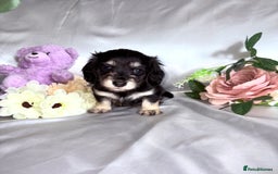 Miniature Dachshund dogs for sale: EXTREMELY FLUFFY Longhaired Miniature Dachshunds  - Image 6