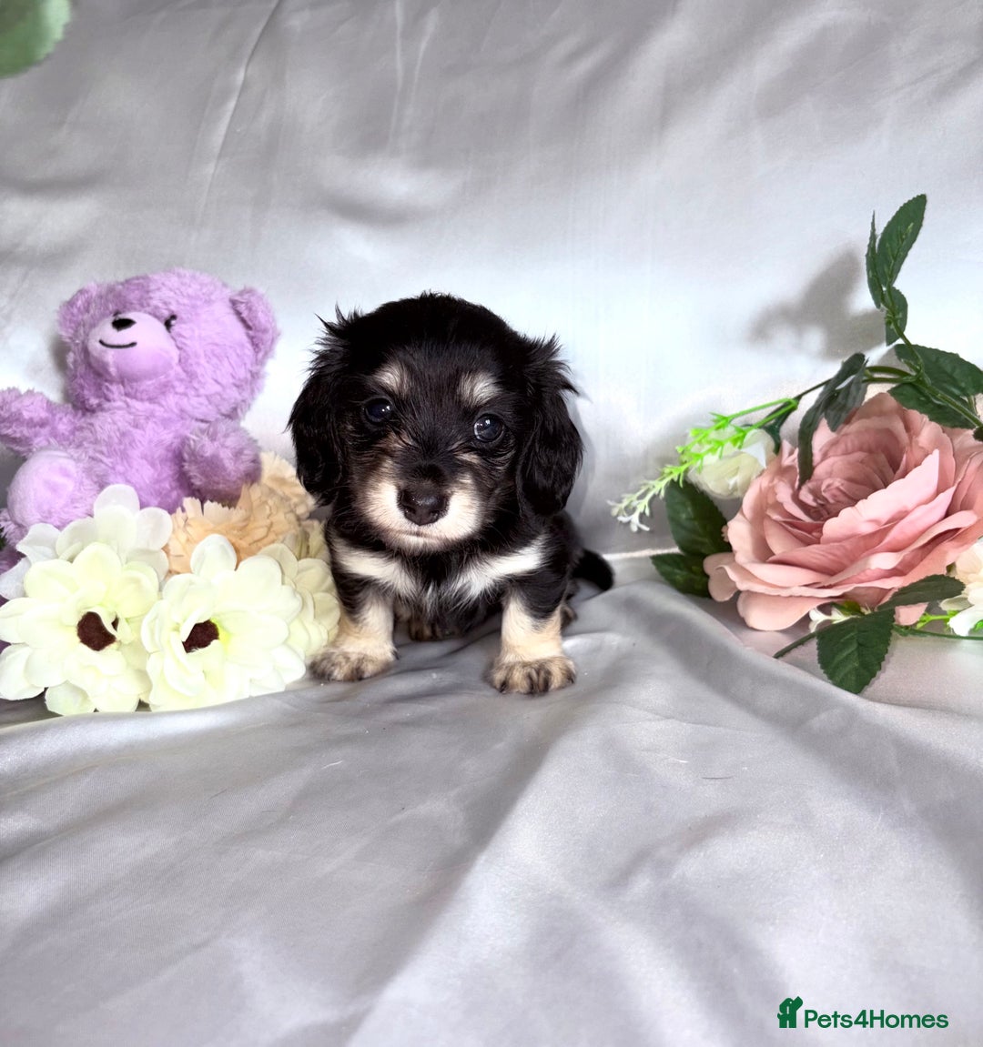 Miniature Dachshund dogs for sale: EXTREMELY FLUFFY Longhaired Miniature Dachshunds  - Image 6