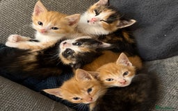 Mixed Breed cats for sale: Kittens  - Image 6