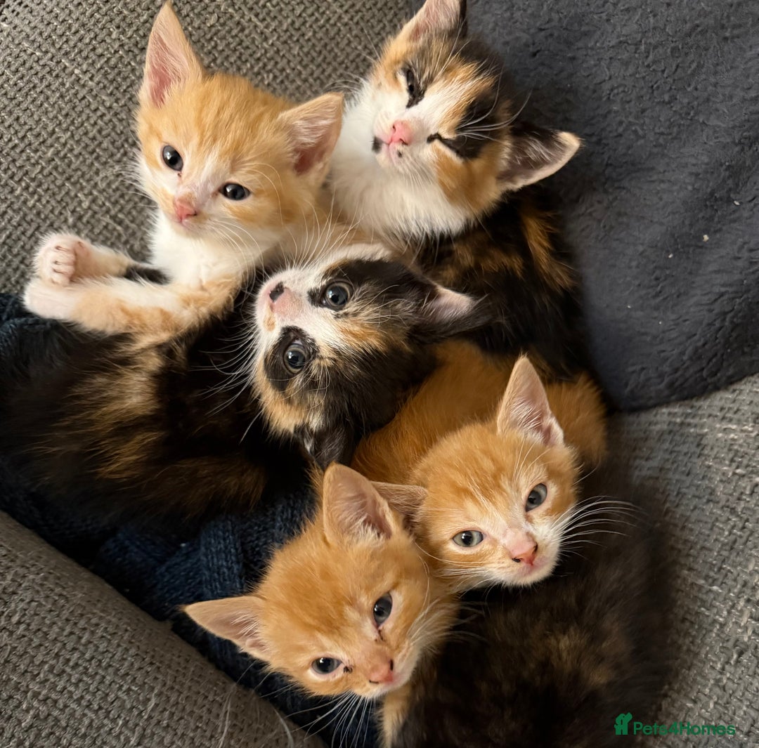 Mixed Breed cats for sale: Kittens  - Image 6
