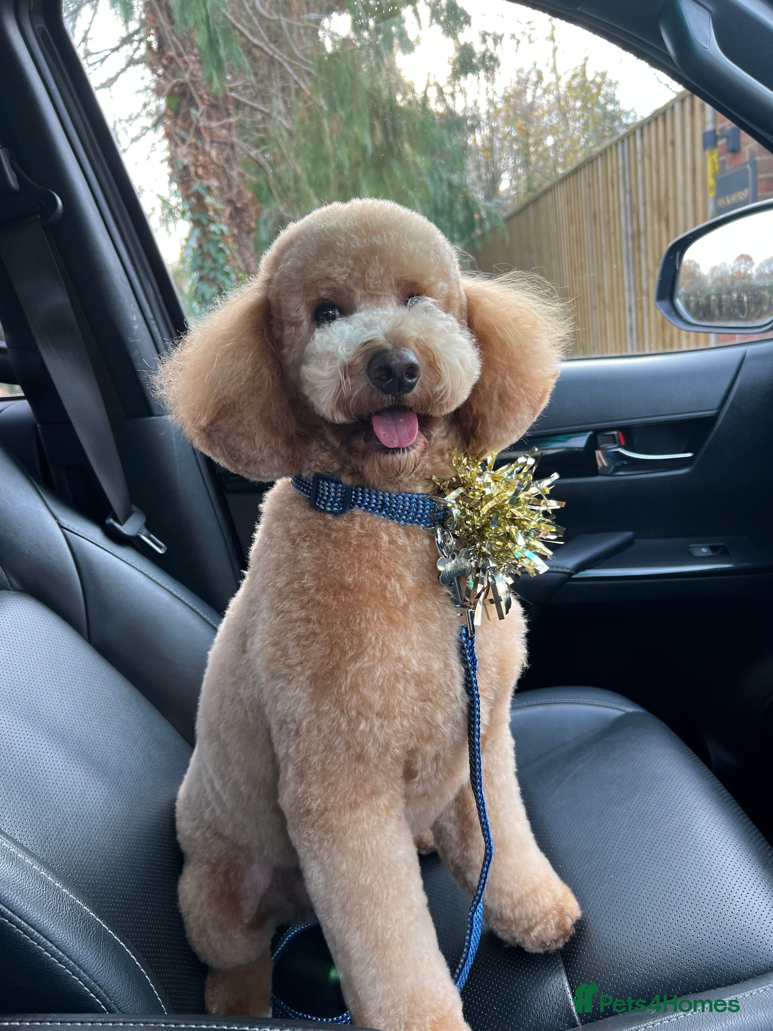 Miniature Poodle dogs KC Registered miniature poodle stud  - Advert 1